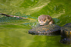 Europ�ischer Fischotter
