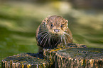 Europ�ischer Fischotter