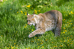 Eurasischer Luchs