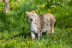 Eurasischer Luchs