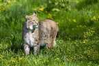 Eurasischer Luchs