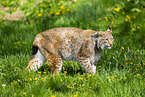 Eurasischer Luchs