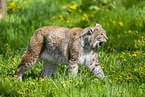 Eurasischer Luchs