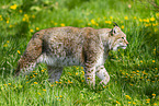 Eurasischer Luchs