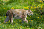 Eurasischer Luchs