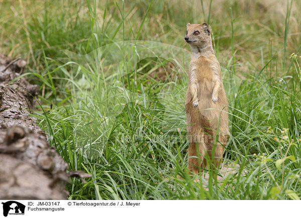 Fuchsmanguste / yellow mongoose / JM-03147