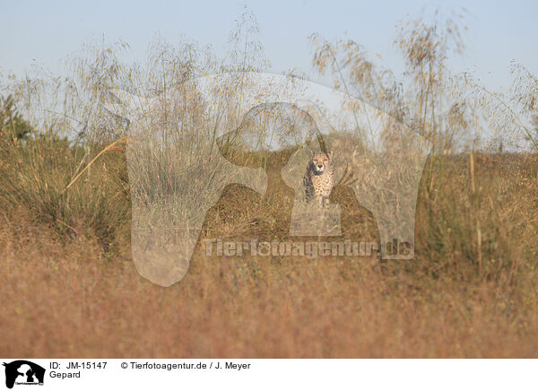 Gepard / cheetah / JM-15147