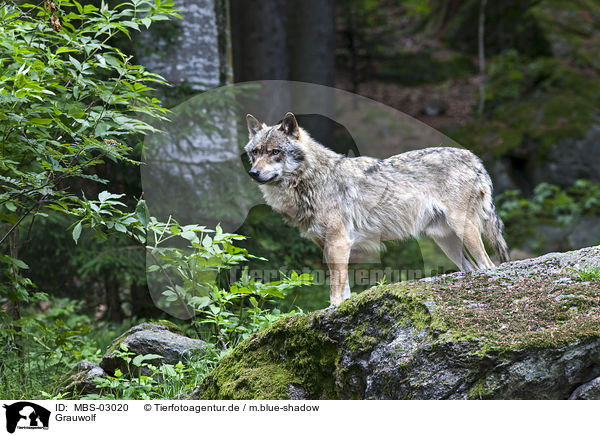 Grauwolf / greywolf / MBS-03020