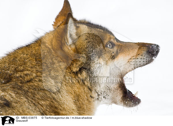 Grauwolf / greywolf / MBS-03875