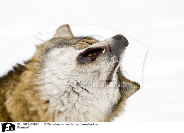 Grauwolf / greywolf / MBS-03880