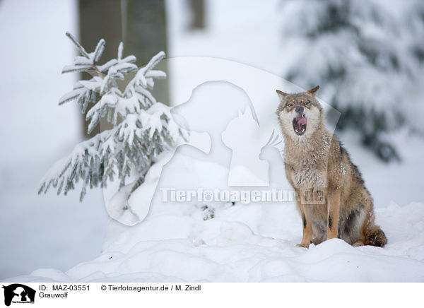 Grauwolf / greywolf / MAZ-03551