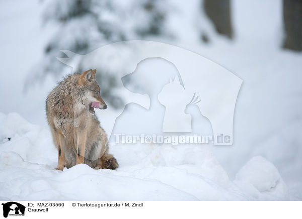 Grauwolf / greywolf / MAZ-03560