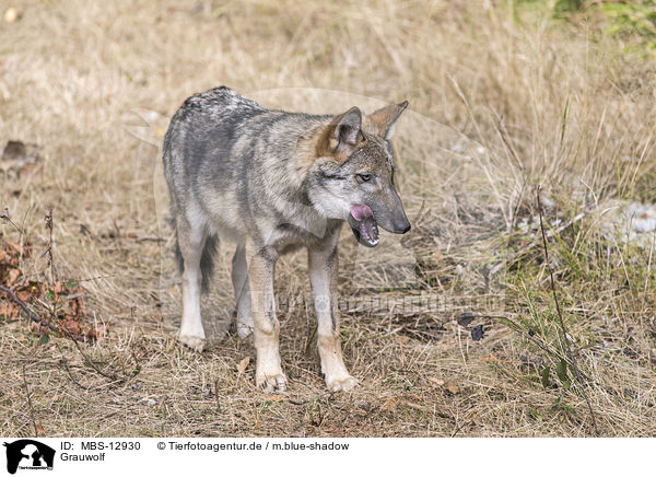 Grauwolf / greywolf / MBS-12930
