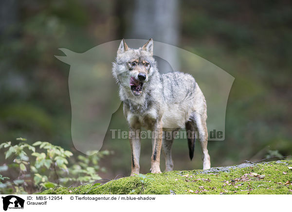 Grauwolf / greywolf / MBS-12954