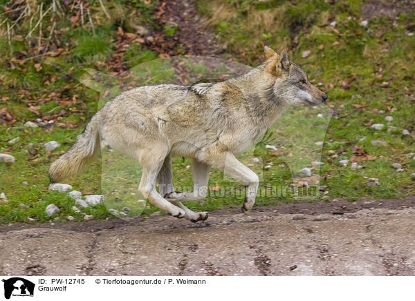 Grauwolf / grey wolf / PW-12745