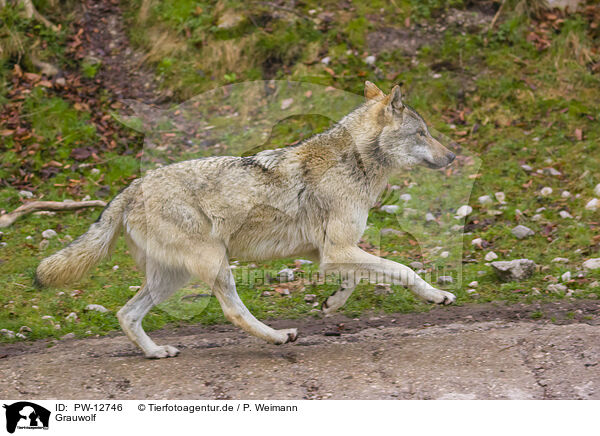Grauwolf / grey wolf / PW-12746