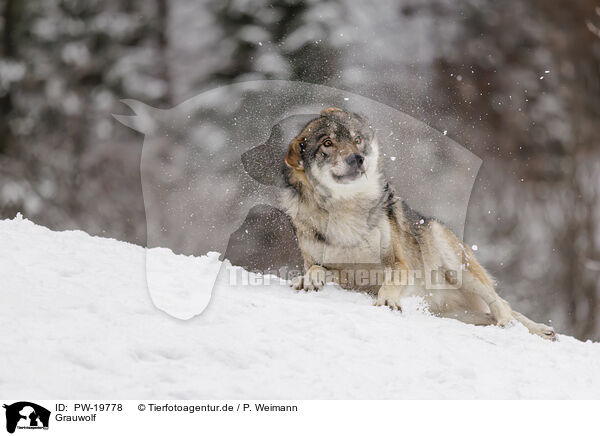 Grauwolf / grey wolf / PW-19778