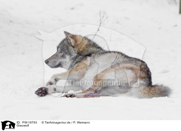 Grauwolf / grey wolf / PW-19793