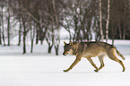 Wolf rennt durch den Schnee