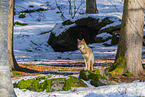 Europ�ischer Wolf im Winter