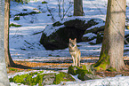 Europ�ischer Wolf im Winter
