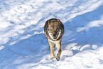 Europ�ischer Wolf im Winter