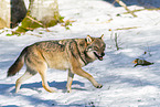 Europ�ischer Wolf im Winter
