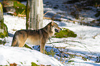Europ�ischer Wolf im Winter