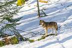 Europ�ischer Wolf im Winter