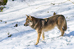 Europ�ischer Wolf im Winter