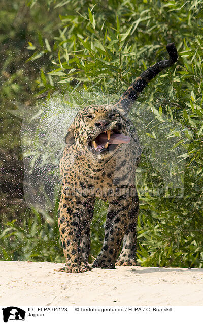 Jaguar / Jaguar / FLPA-04123