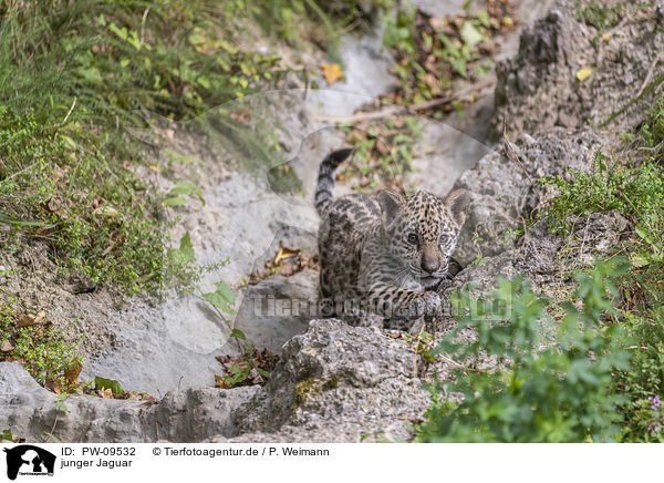 junger Jaguar / young Jaguar / PW-09532
