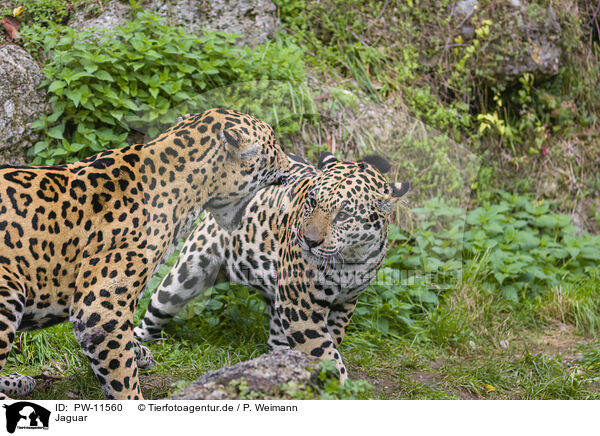 Jaguar / Jaguar / PW-11560