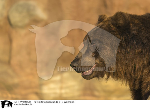 Kamtschatkab�r / Kamchatkan brown bear / PW-04000