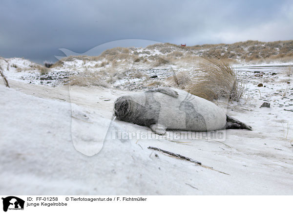 junge Kegelrobbe / young grey seal / FF-01258