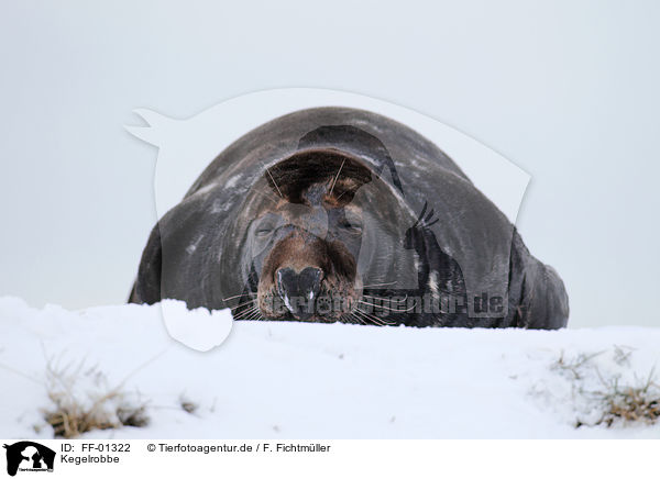 Kegelrobbe / grey seal / FF-01322