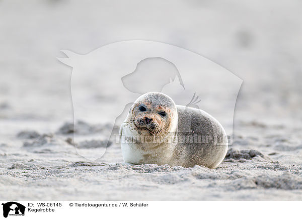 Kegelrobbe / grey seal / WS-06145
