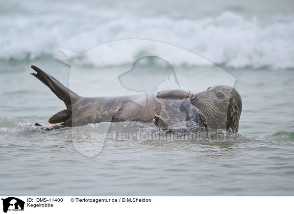 Kegelrobbe / grey seal / DMS-11400