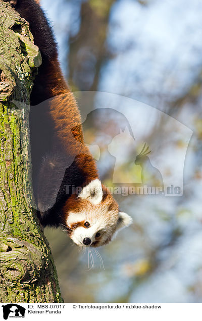 Kleiner Panda / lesser panda / MBS-07017