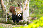 Roter Panda