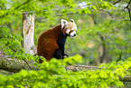 Roter Panda