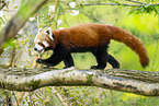 Roter Panda