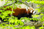 Roter Panda
