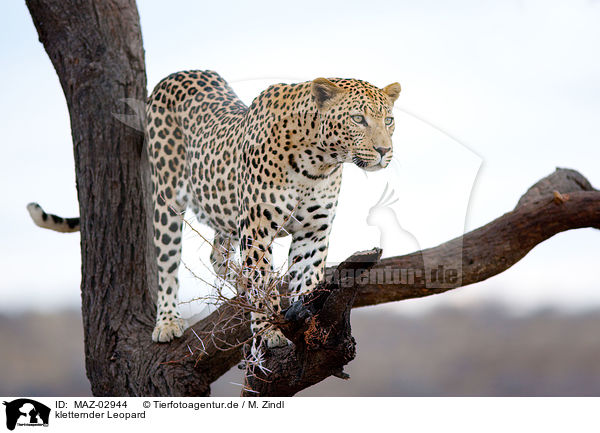 kletternder Leopard / climbing leopard / MAZ-02944