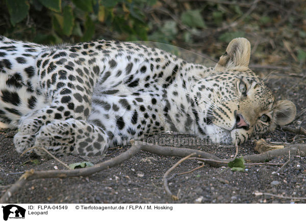 Leopard / Leopard / FLPA-04549