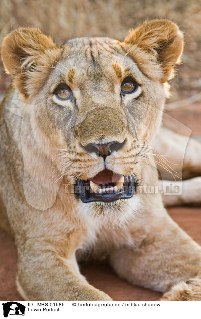 L�win Portrait / lioness portrait / MBS-01686