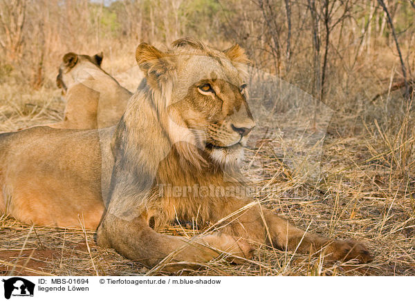 liegende L�wen / lying lions / MBS-01694