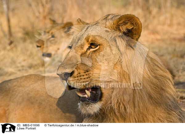 L�we Portrait / lion portrait / MBS-01696