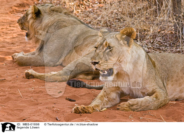 liegende L�wen / lying lions / MBS-01698