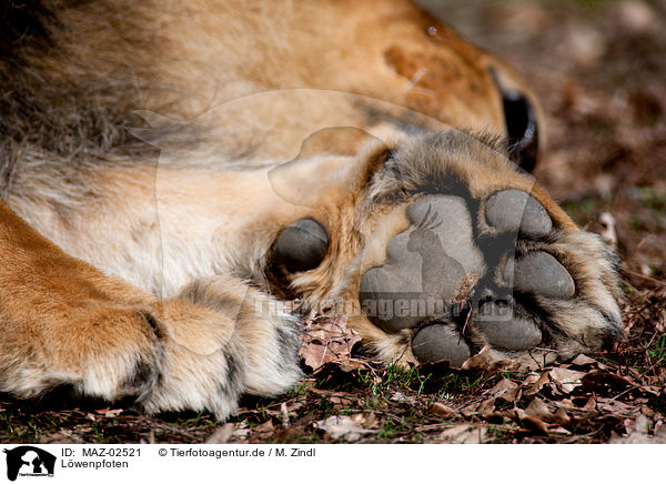 L�wenpfoten / lion paws / MAZ-02521